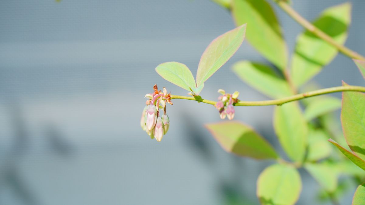 ブルーベリーの2色栽培！ フロリダローズの花芽