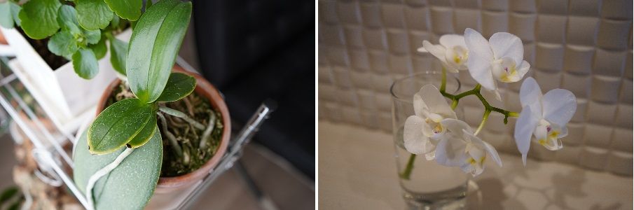 復活したミディ胡蝶蘭セカンドステージ（着生編） 花茎を早々に切る