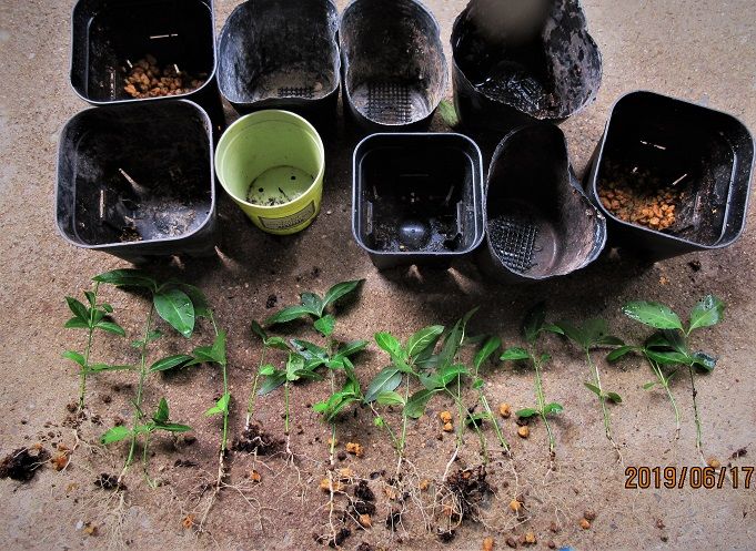 『まゆみ』の実生小盆栽づくりをめざして。 発根と実生苗　ほぼ100％発芽