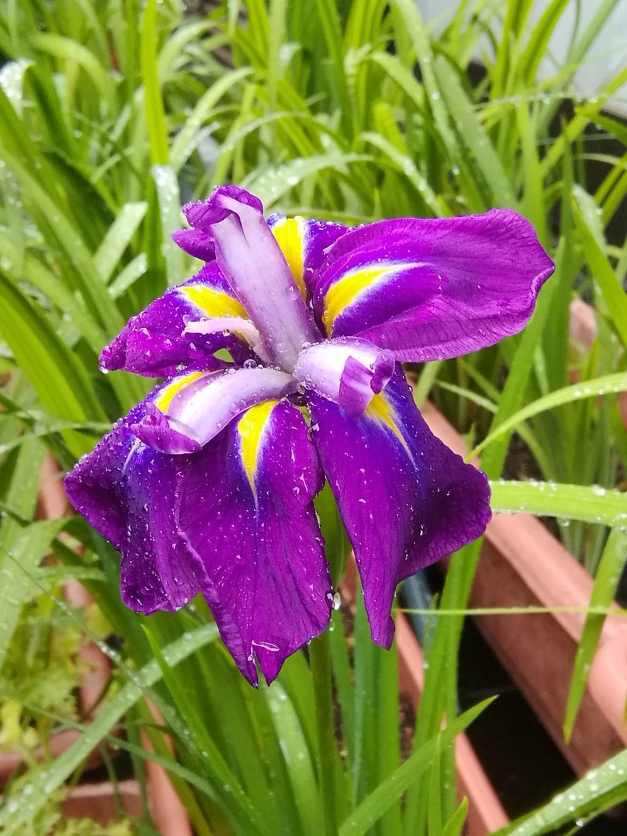 種子からの花菖蒲の花が見たい　その３ 6月14日　花菖蒲開花