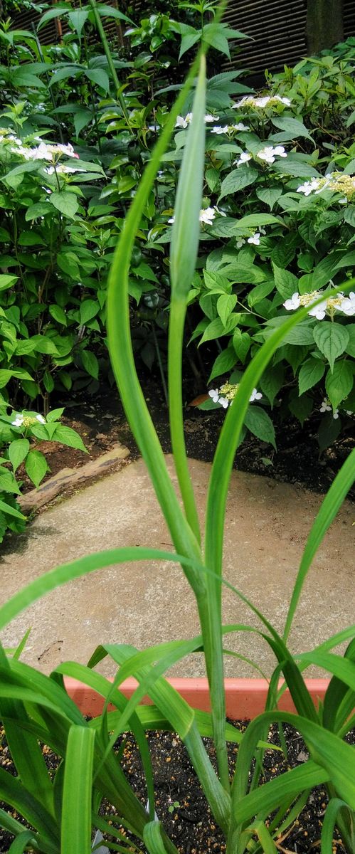 種子からの花菖蒲の花が見たい　その３ 2020年5月25日