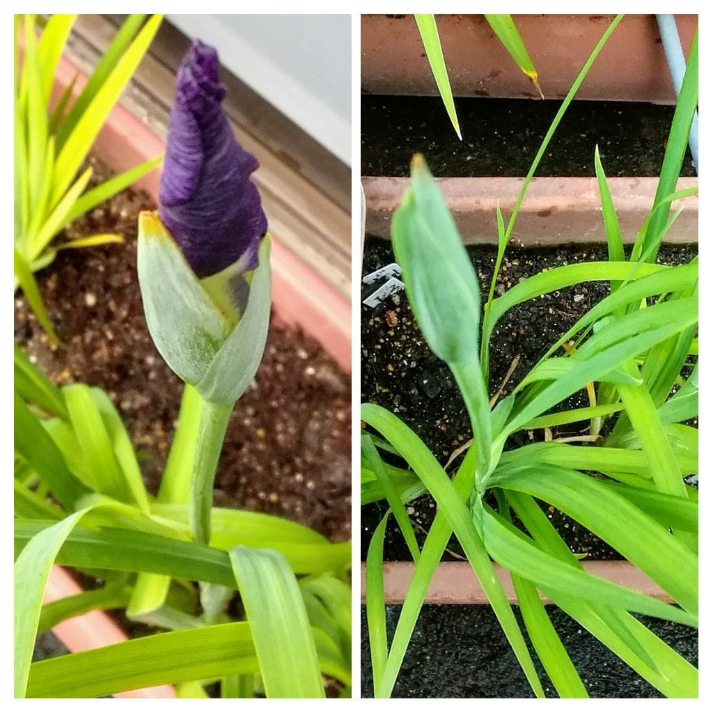 種子からの花菖蒲の花が見たい　その３ 6月2日　初花の色を確認