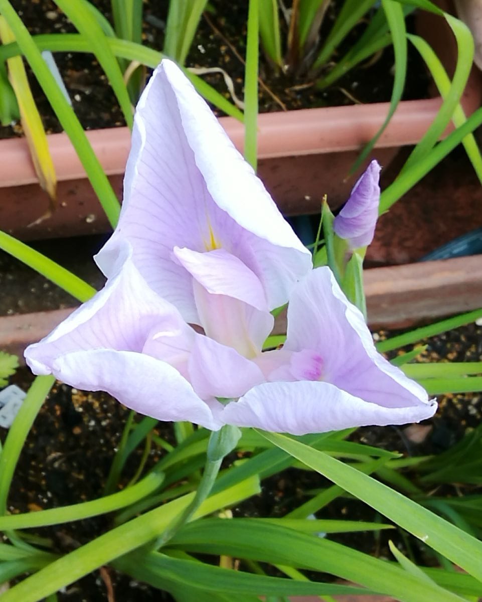 種子からの花菖蒲の花が見たい　その３ 2020年6月8日　藤色の蕾が開き