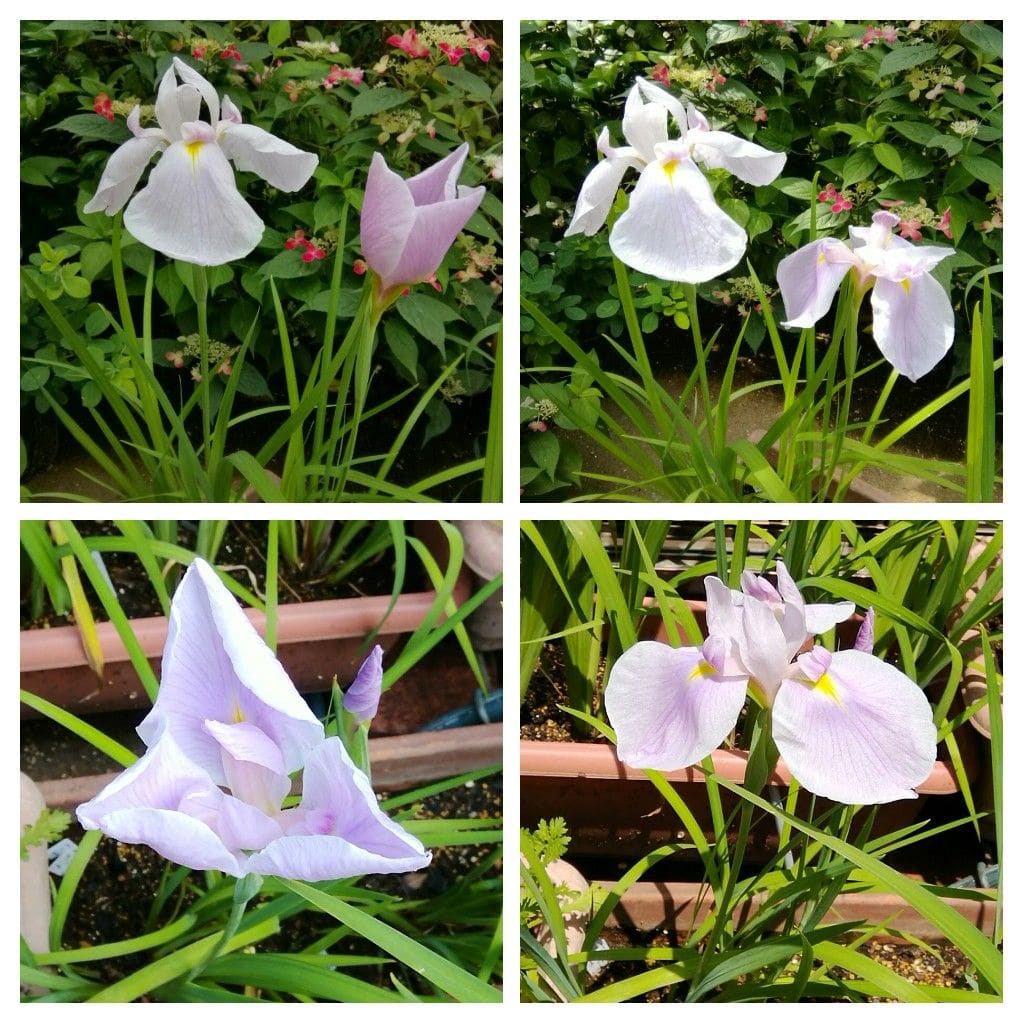 種子からの花菖蒲の花が見たい　その３ 6月9日　藤色の花菖蒲の開花