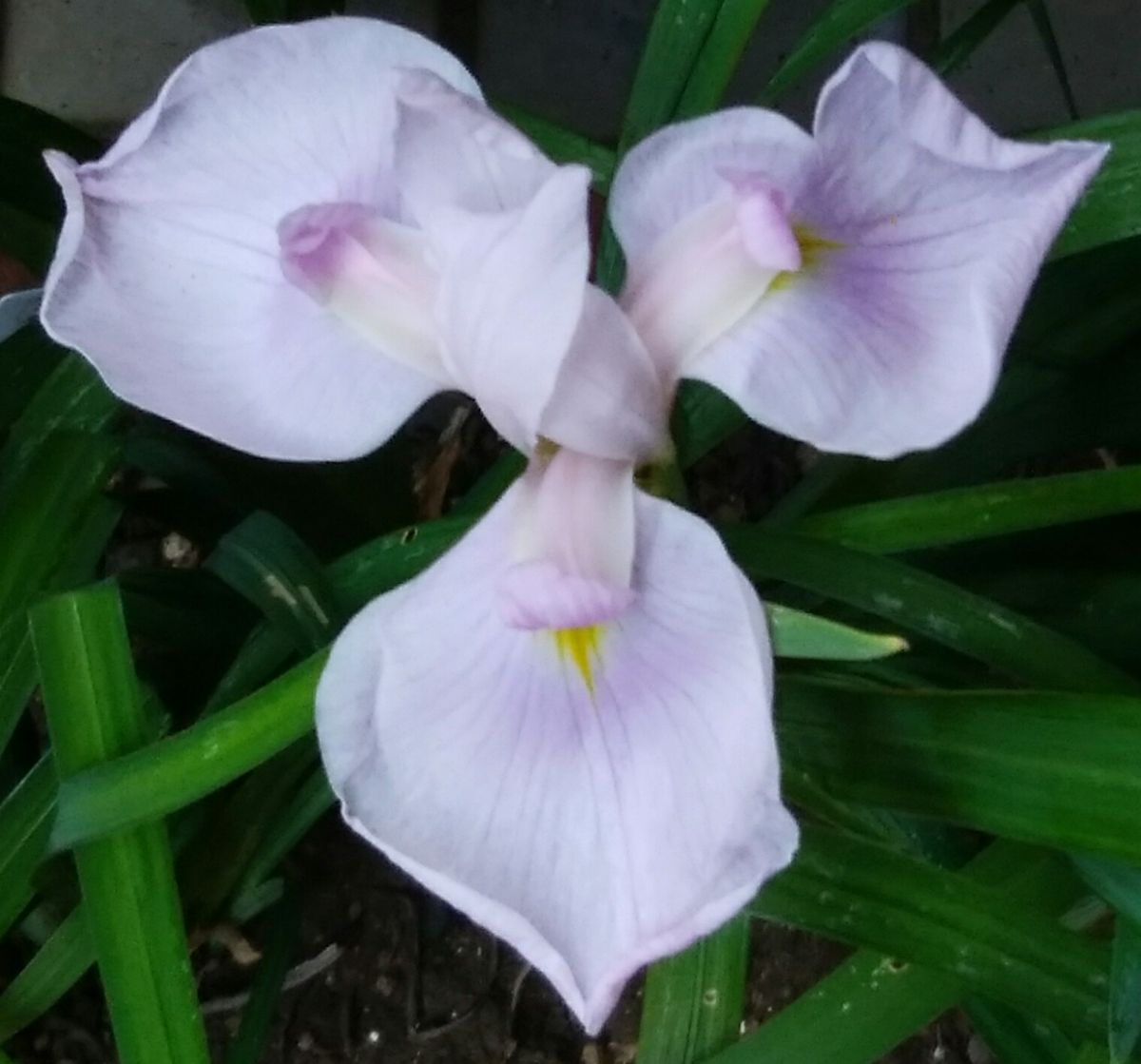 種子からの花菖蒲の花が見たい　その３