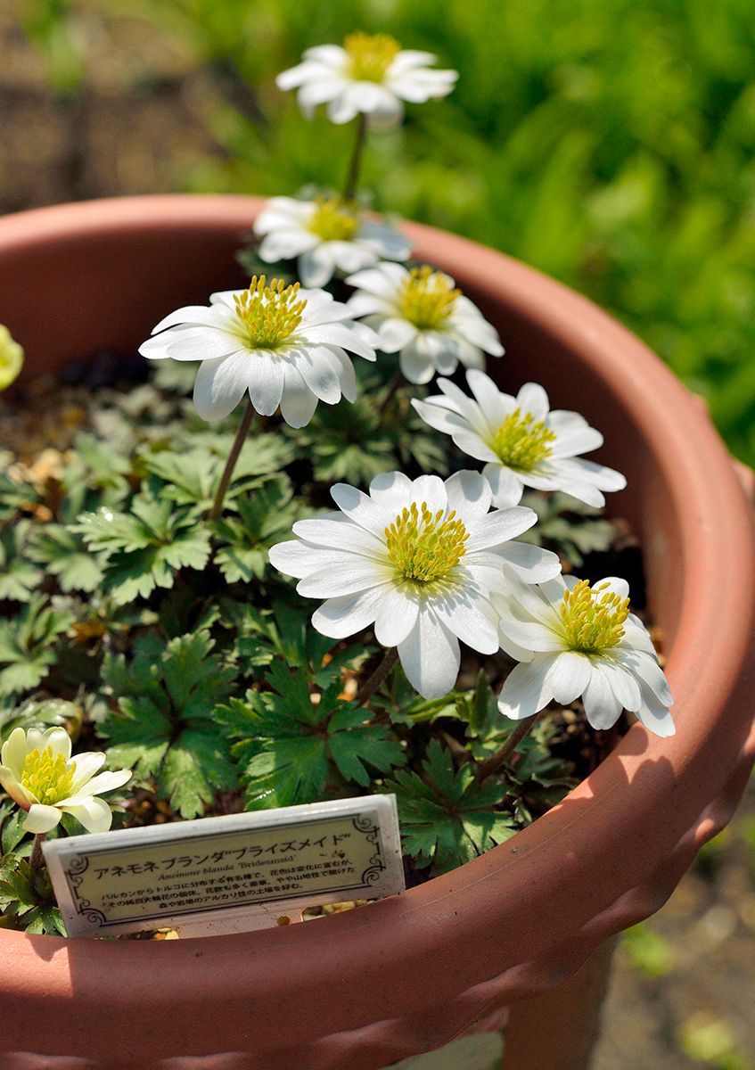 アネモネブランダ　ブライズメイド 半分ほどの花が開花中