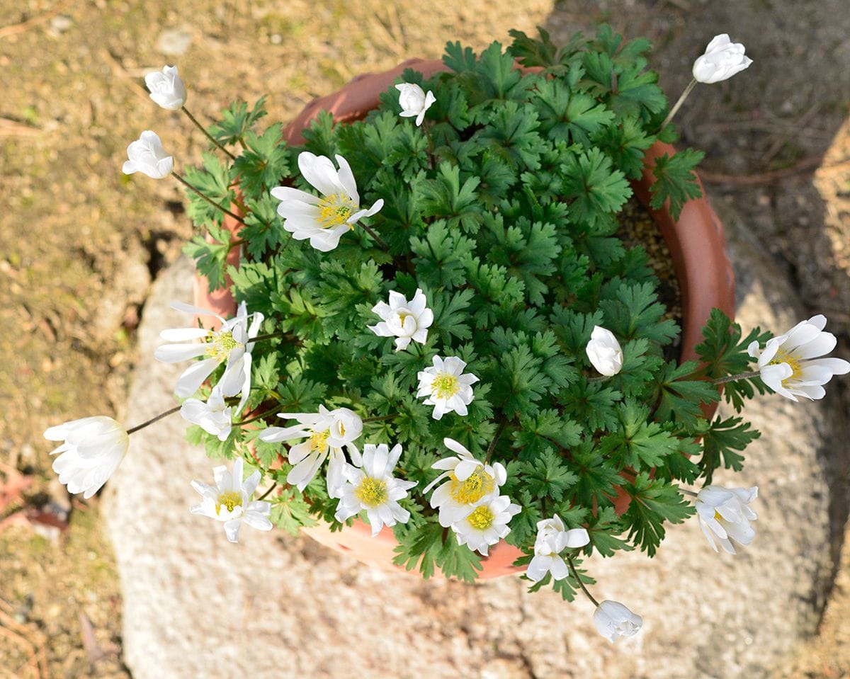 アネモネブランダ　ブライズメイド 花終わり