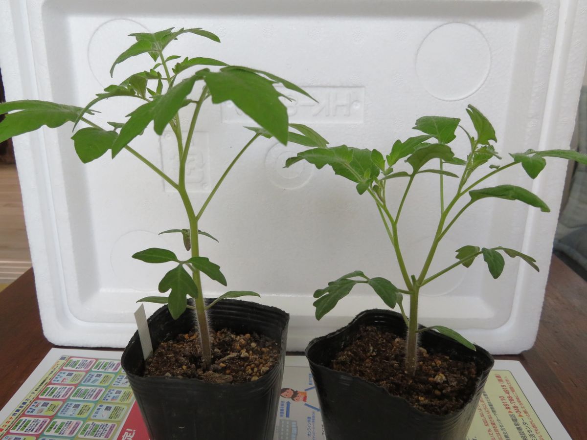 美味しいトマトの賢い育て方（２本仕立て、挿し芽） ツイン苗：大きくなったので移植します。