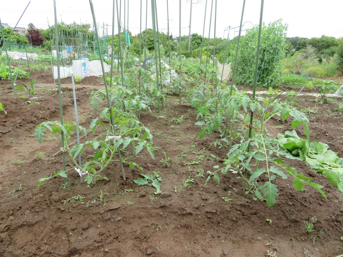 美味しいトマトの賢い育て方（２本仕立て、挿し芽） ツイン苗：いずれの移植苗も大きく成長