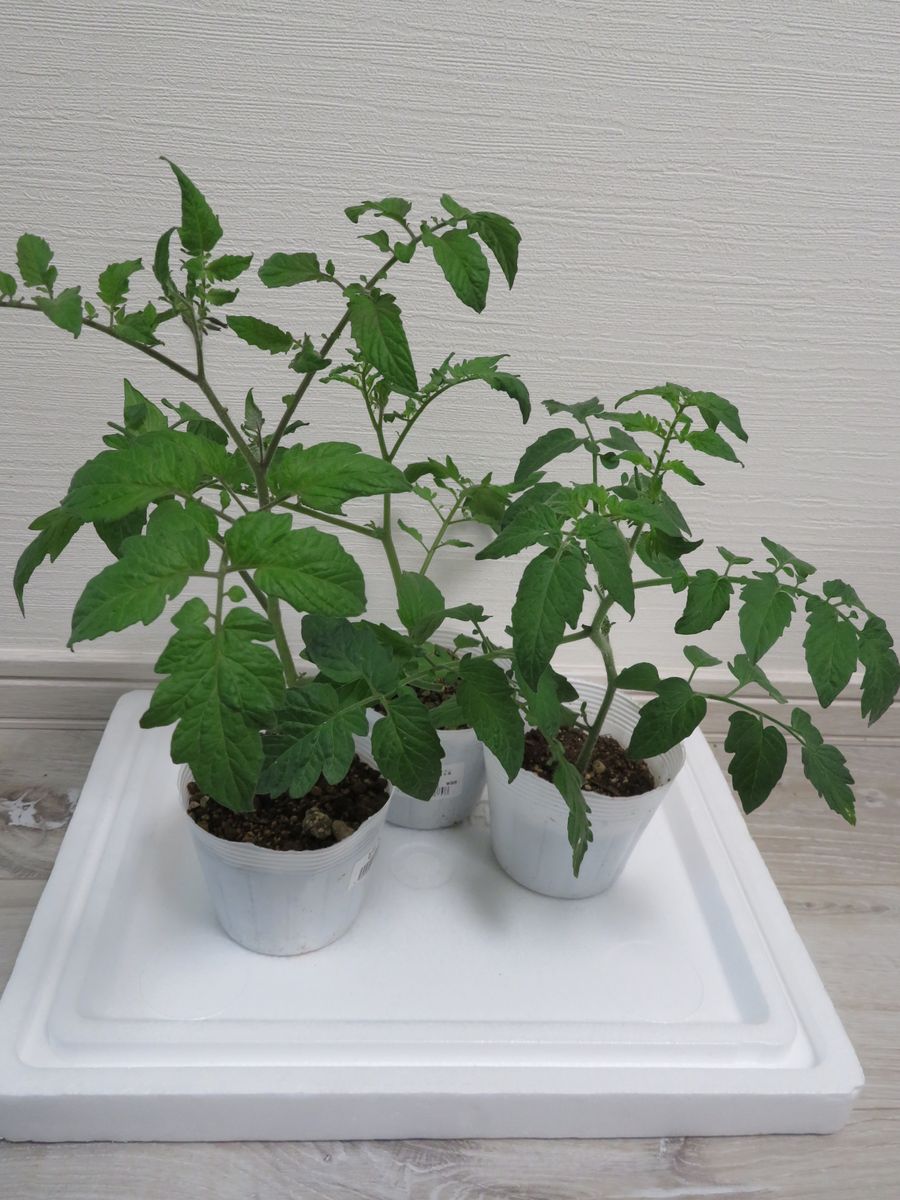 美味しいトマトの賢い育て方（２本仕立て、挿し芽） 挿し芽：苗が活着したので移植します。