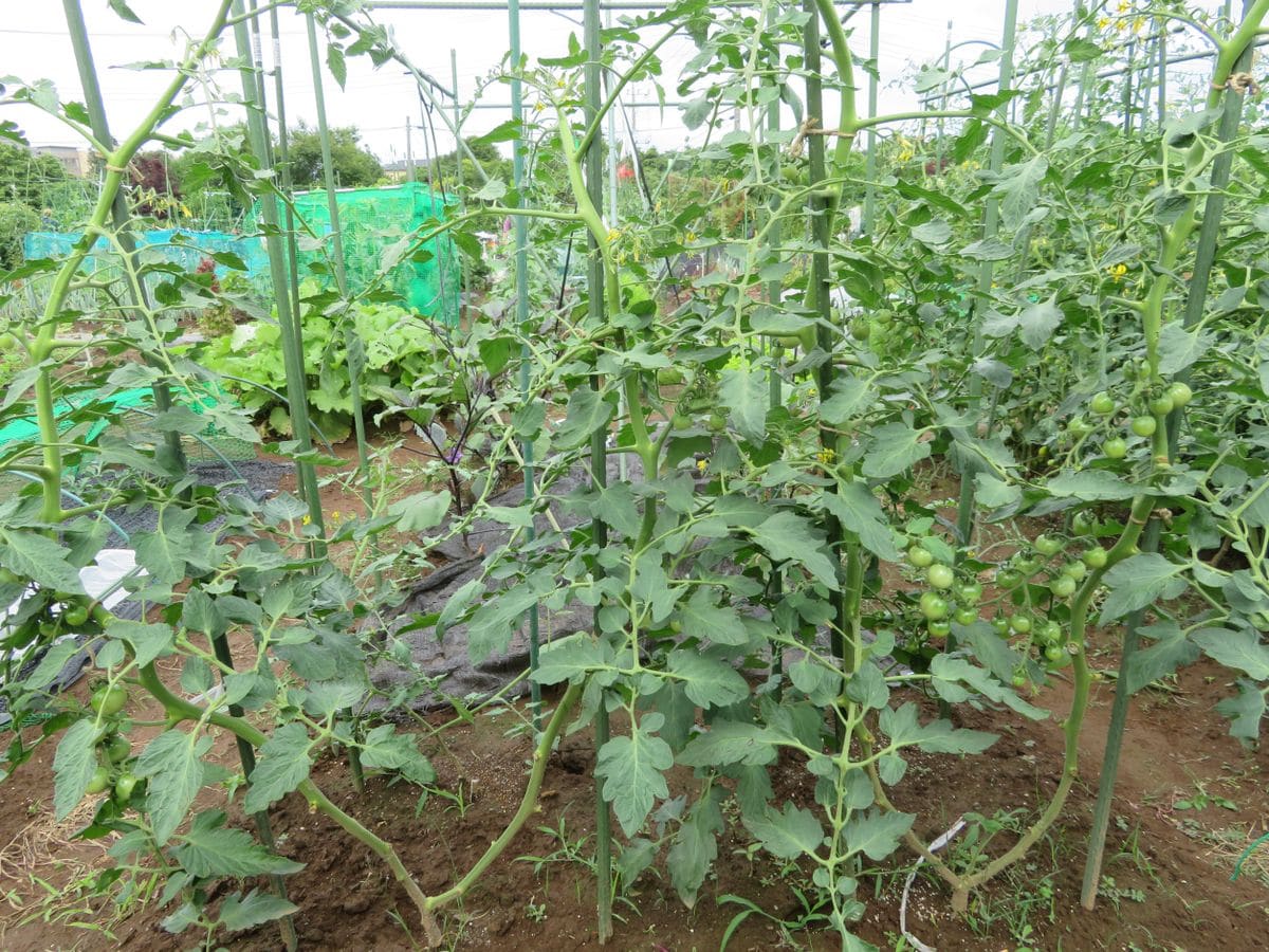 美味しいトマトの賢い育て方（２本仕立て、挿し芽） ツイン苗：バランス良く成長