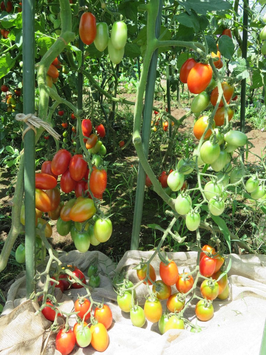 美味しいトマトの賢い育て方（２本仕立て、挿し芽） 二本仕立て：アイコは第三果房の収穫開始