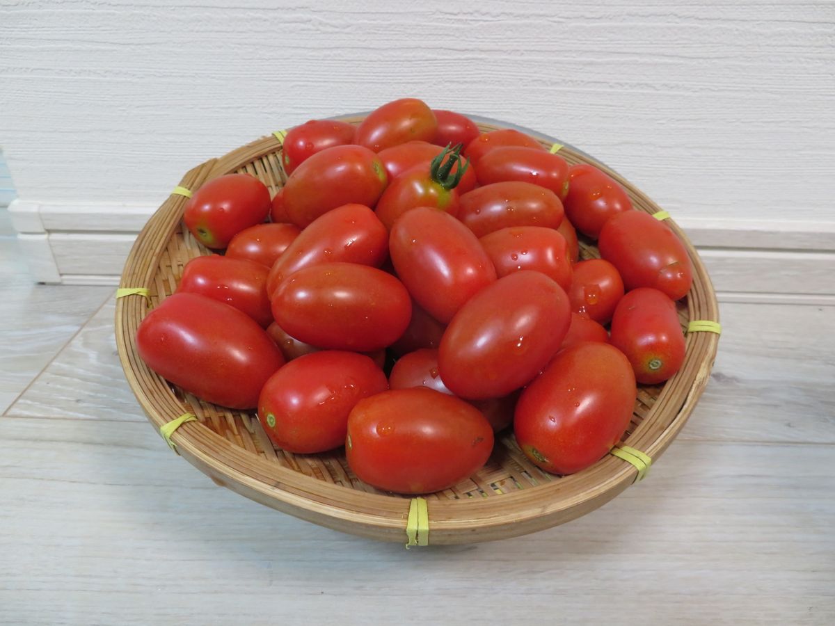 美味しいトマトの賢い育て方（２本仕立て、挿し芽） 収穫したアイコ