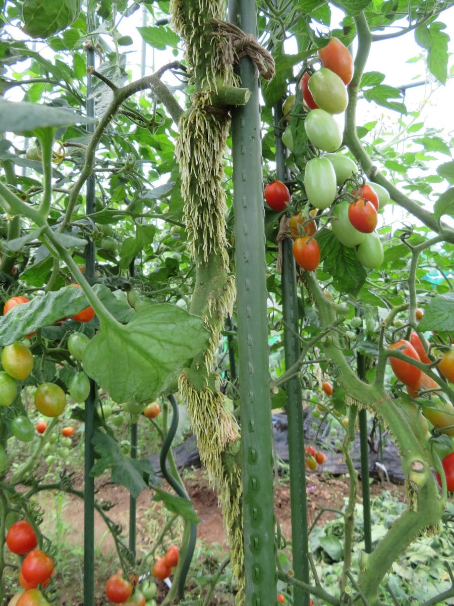 美味しいトマトの賢い育て方（２本仕立て、挿し芽） シュガープラムは気根が凄い！