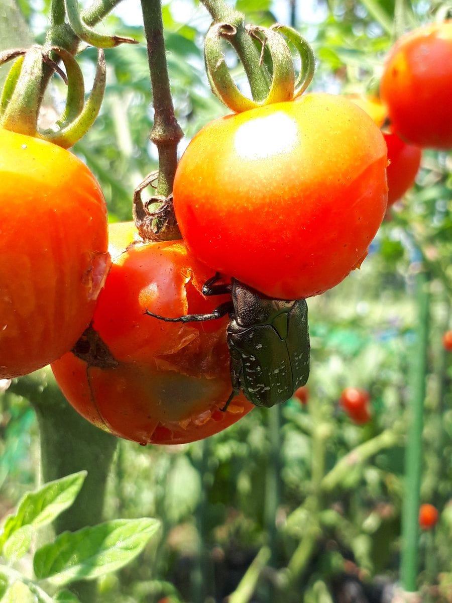 美味しいトマトの賢い育て方（２本仕立て、挿し芽） 長雨によるダメージの次はカナブンの襲撃