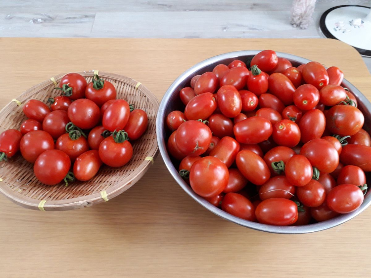 美味しいトマトの賢い育て方（２本仕立て、挿し芽）