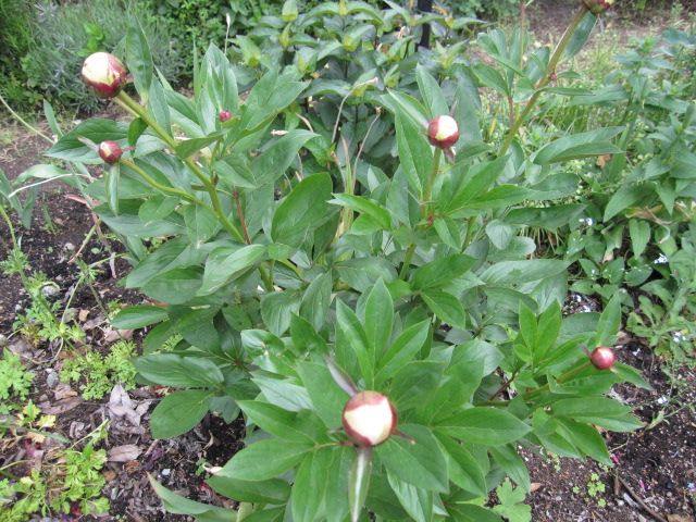 芍薬、今年は咲いてちょ～だい。 5月22日　②