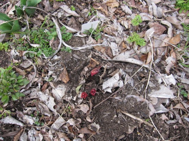 芍薬、今年は咲いてちょ～だい。 3月10日