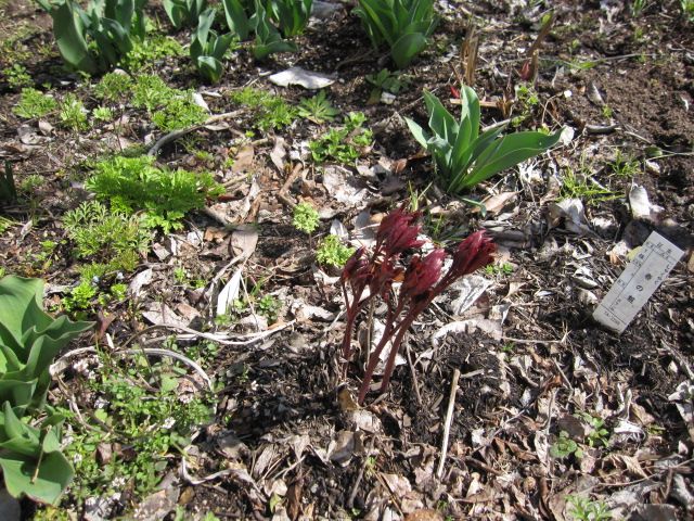 芍薬、今年は咲いてちょ～だい。 3月23日