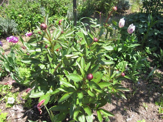 芍薬、今年は咲いてちょ～だい。 5月8日