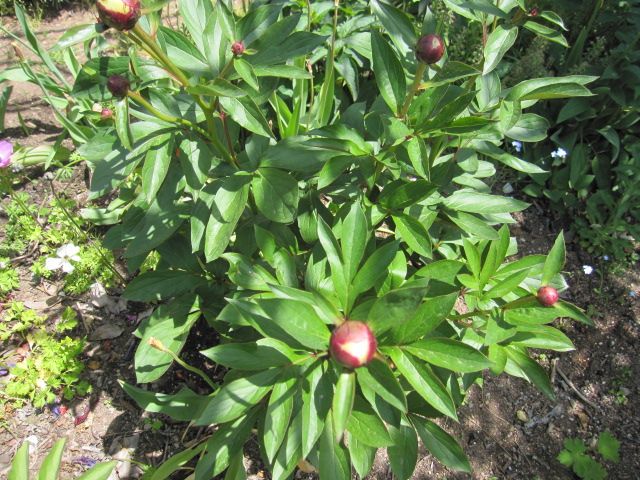 芍薬、今年は咲いてちょ～だい。 5月14日　もうすぐ咲くかな？