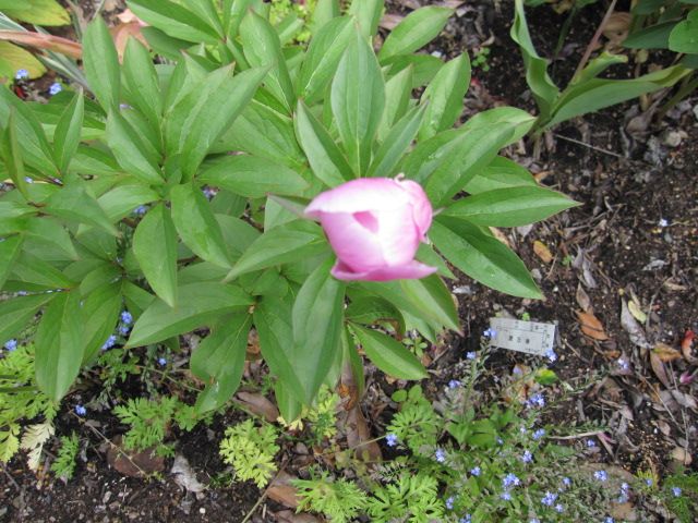 芍薬、今年は咲いてちょ～だい。 5月22日　①