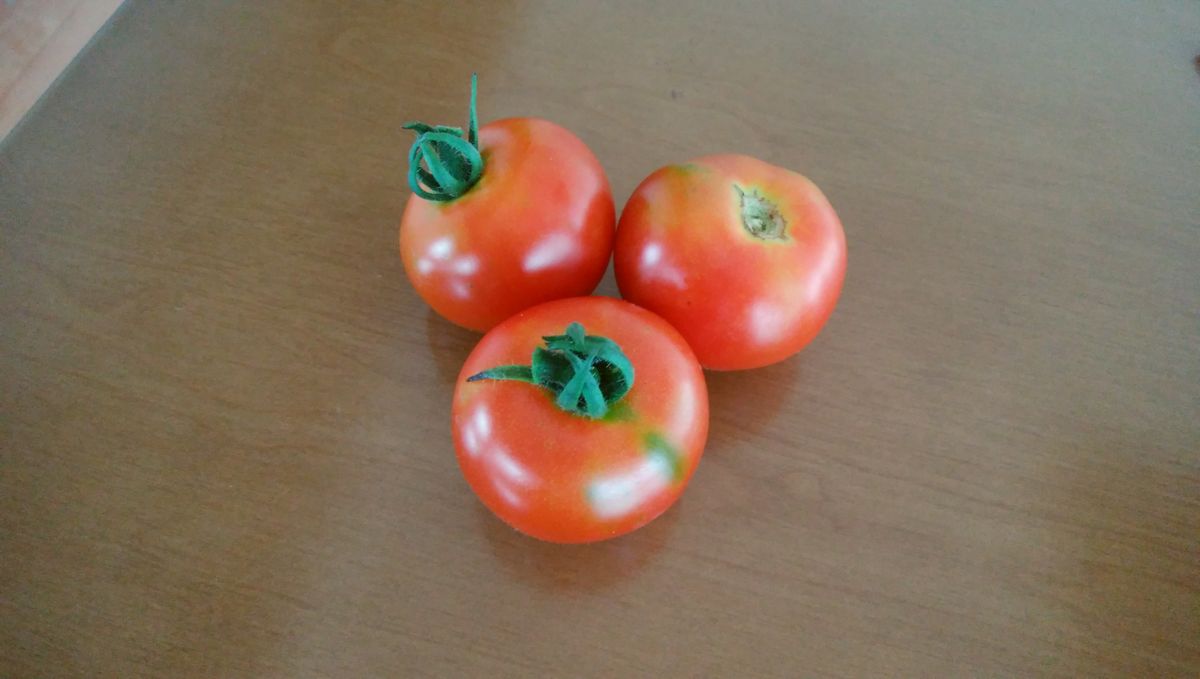 ✔　ダイソー　中玉トマトを種から育てる 2020/7/9 収穫シーズン到来