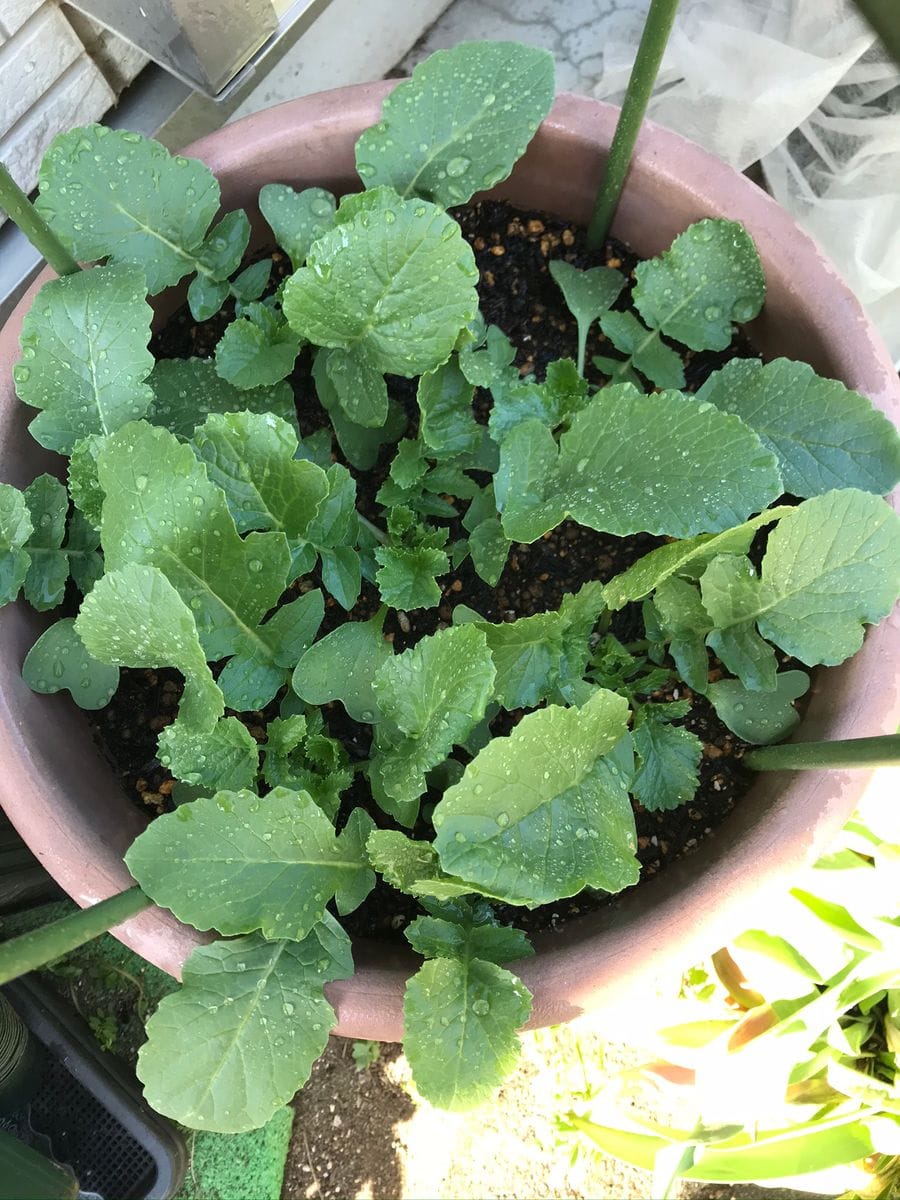 子どもと一緒に食育体験 葉がはみ出してきました🌱