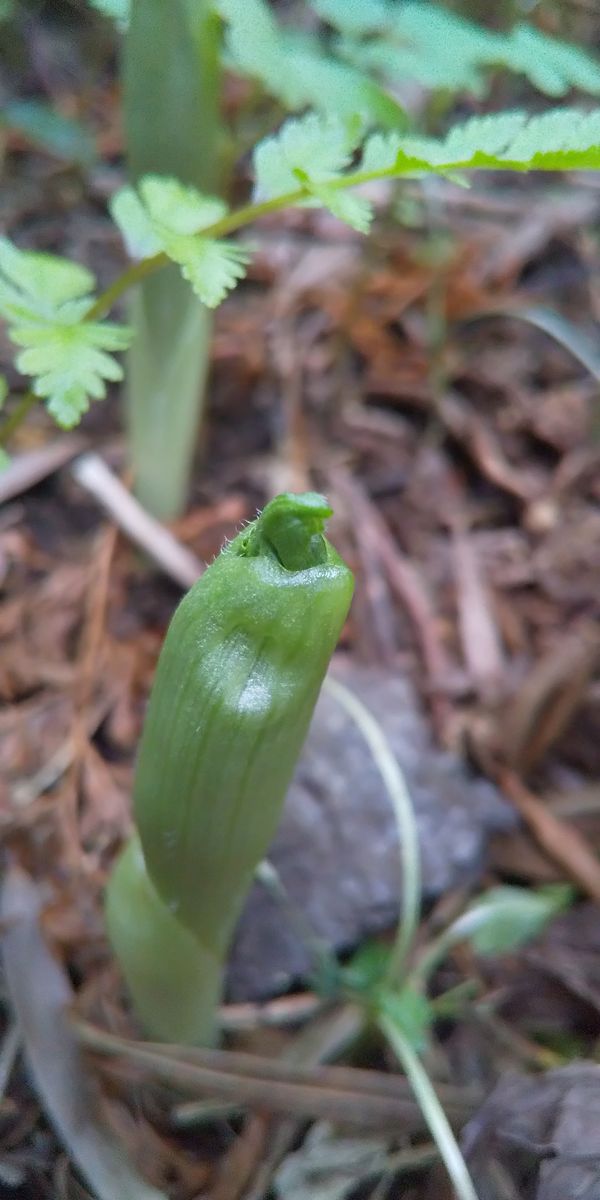 オヤジから受け継いだ庭植えのクマガイソウ 芽だし