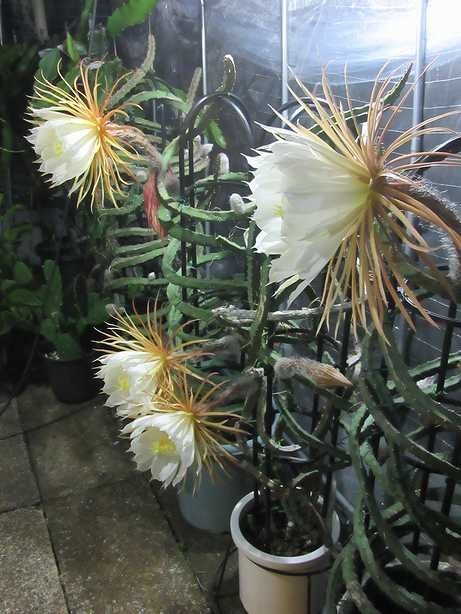 夜の女王 Selenicereus macdonaldiae2～3年目の開花まで おまけ