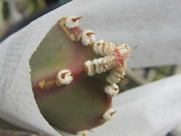 夜の女王 Selenicereus macdonaldiae2～3年目の開花まで 始動