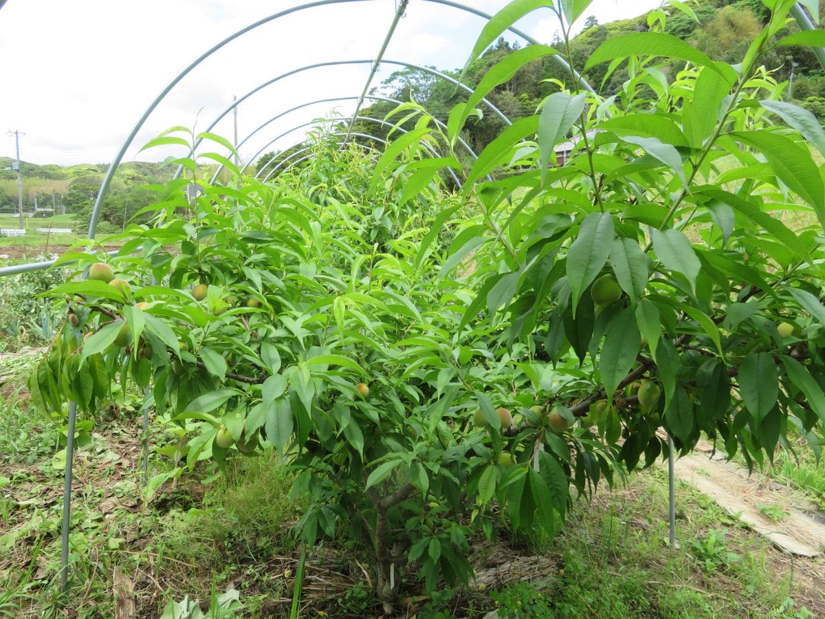 ハクビシンに負けない桃栽培（雨避けハウス＋防獣ネット） 樹形を整える前の桃の木