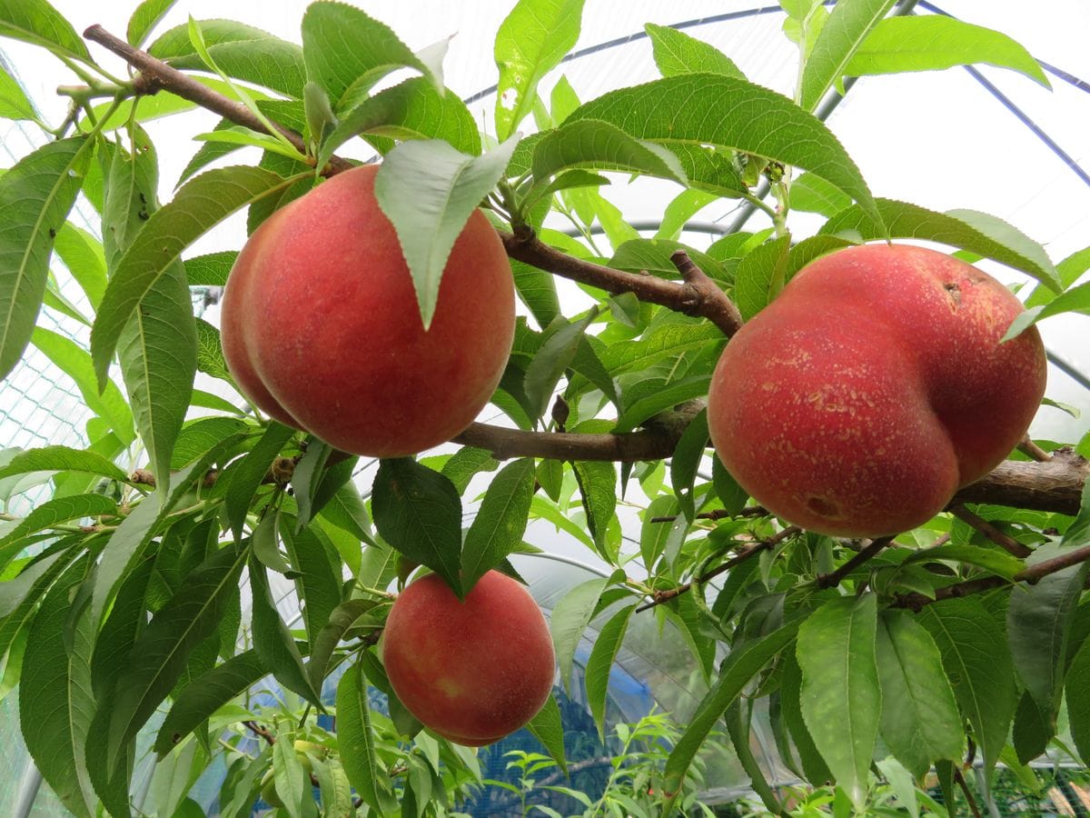 ハクビシンに負けない桃栽培（雨避けハウス＋防獣ネット） 今年の「夏雄美」。収穫をむかえました。