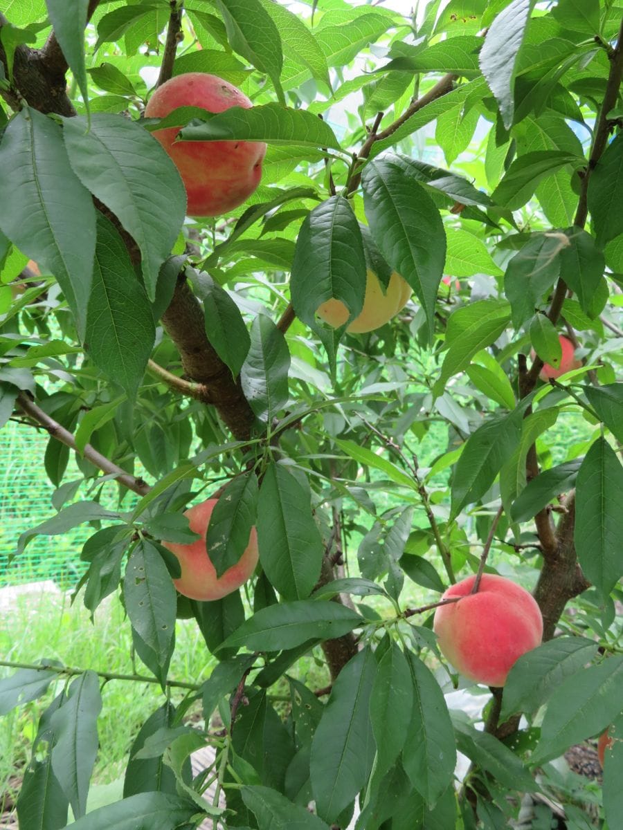 ハクビシンに負けない桃栽培（雨避けハウス＋防獣ネット） 「あかつきネオ」も収穫時期です。