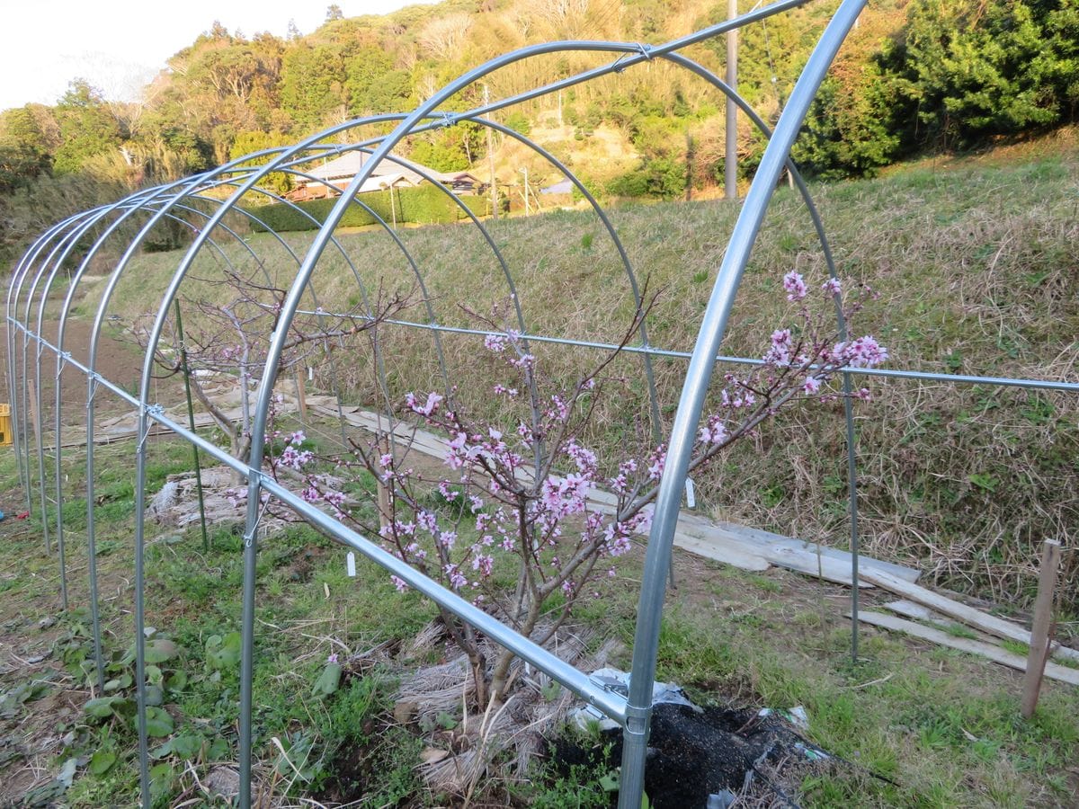 ハクビシンに負けない桃栽培（雨避けハウス＋防獣ネット） 雨除けハウスを組み立てました。