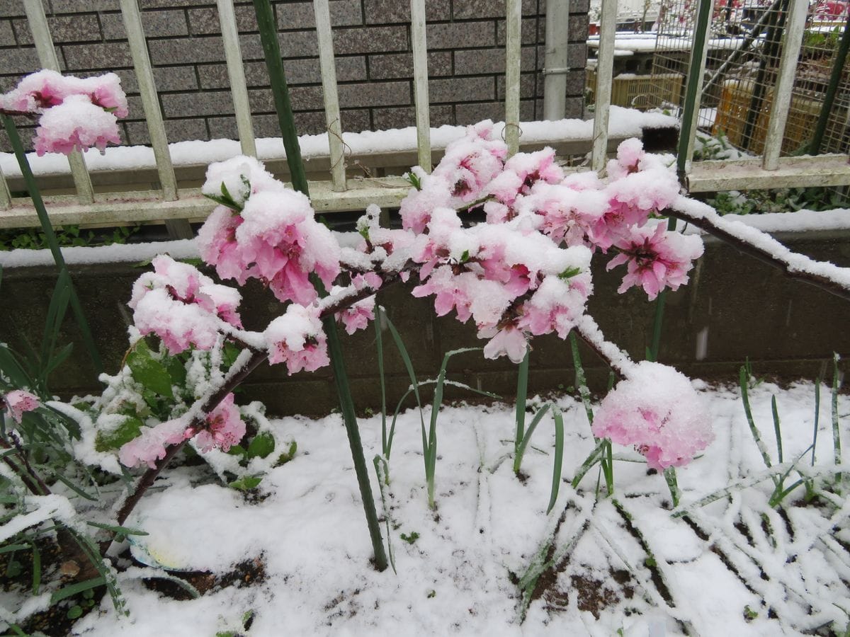 狭い庭でコンパクトな桃栽培（横幅は１２０cm程度） 花散らす春の雪