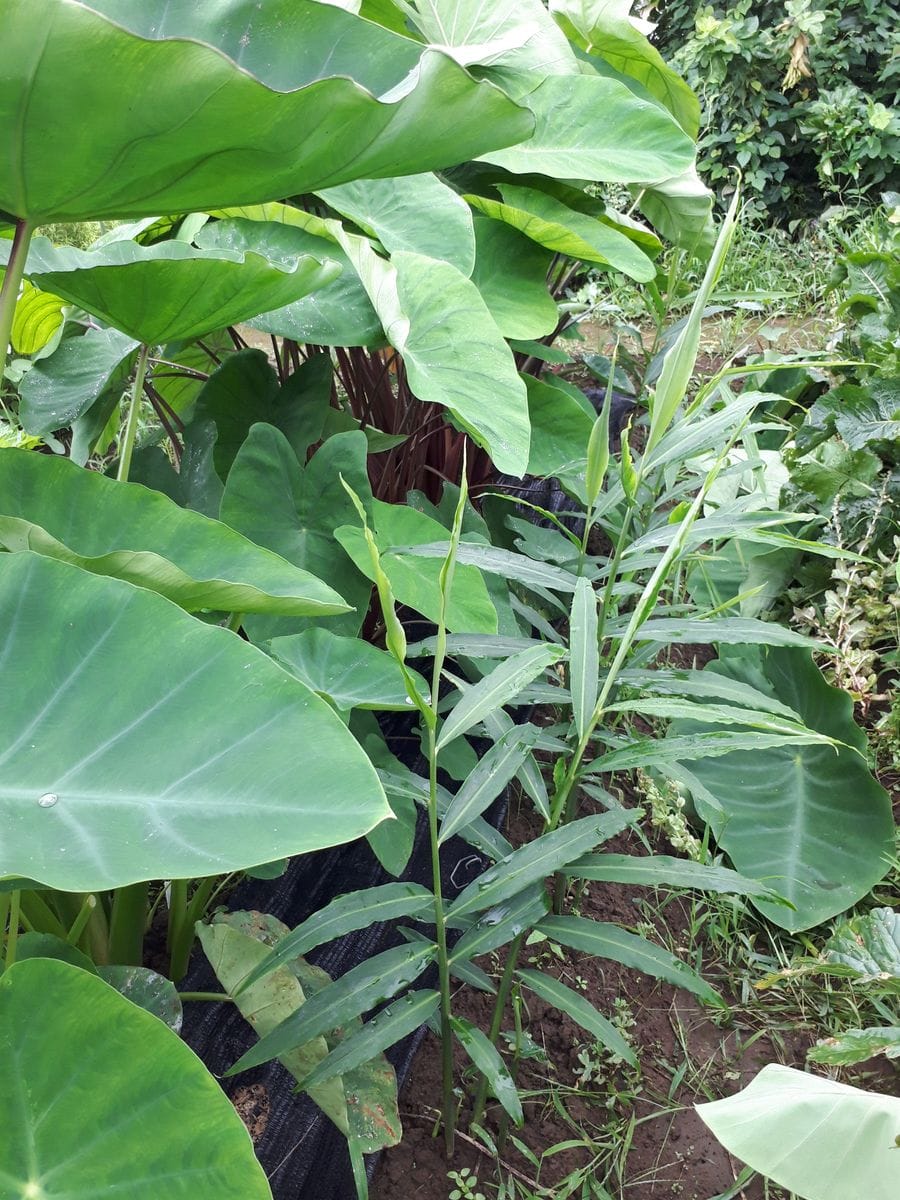 生姜は里芋との混植で良く育つか？ 生姜を覆いすぎた里芋の葉を除去しました。