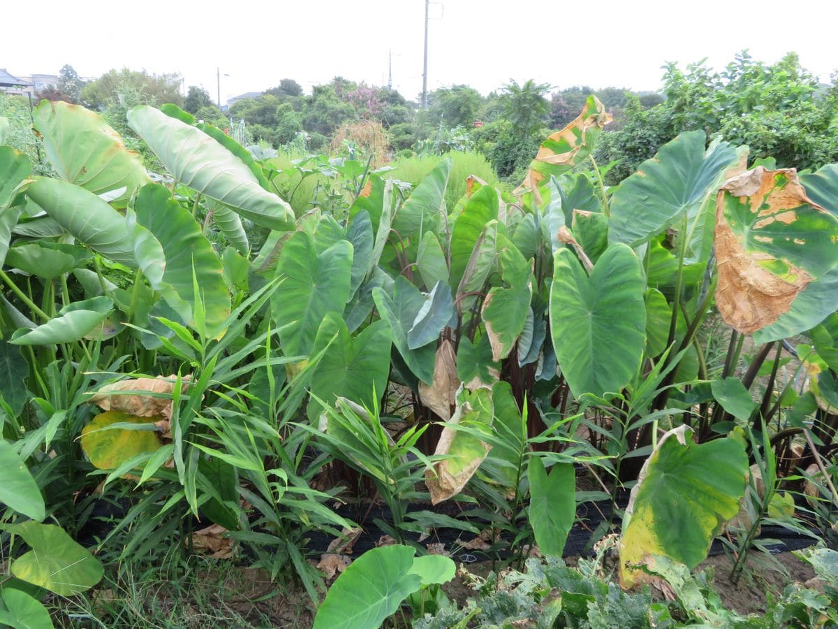 生姜は里芋との混植で良く育つか？ 暑さで里芋の葉が枯れ始めました。