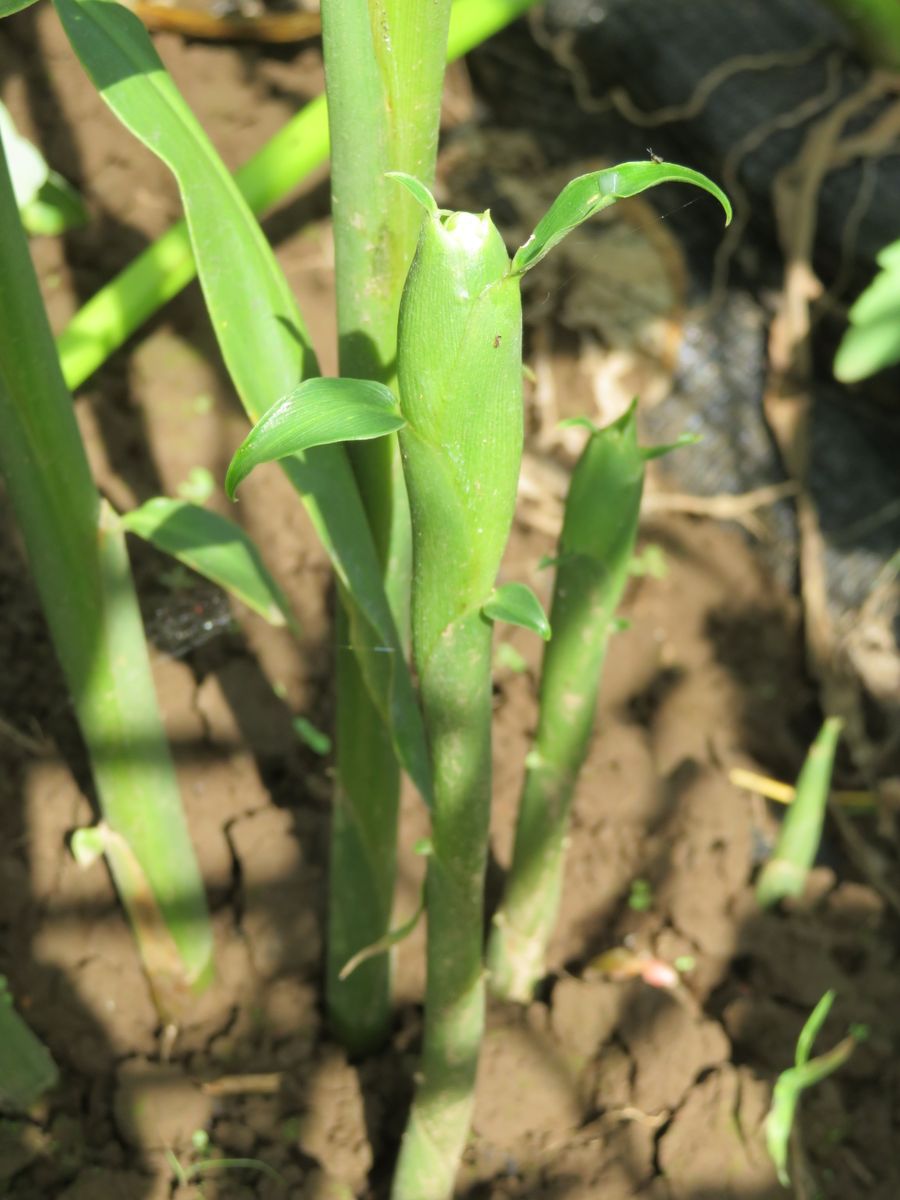 生姜は里芋との混植で良く育つか？ 幻の生姜の蕾を発見しました。