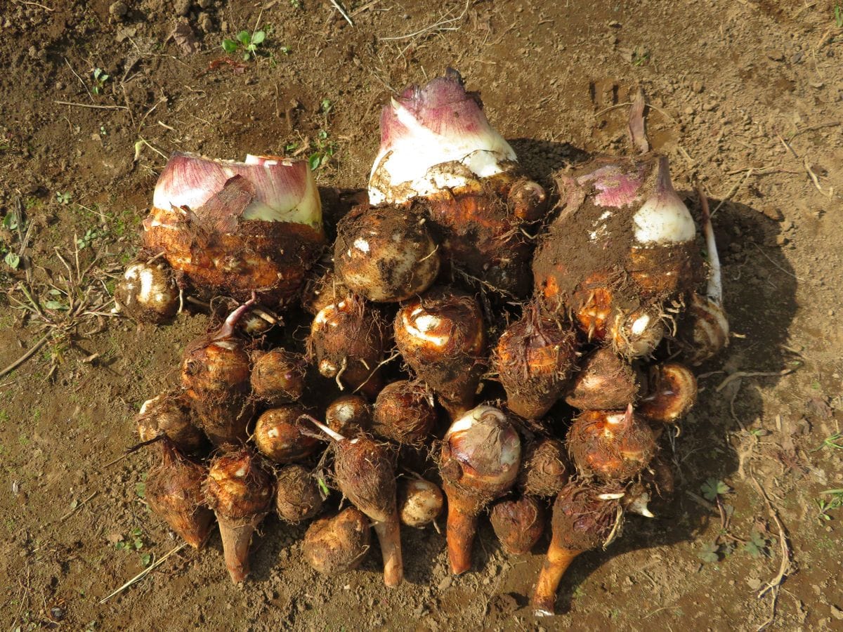 生姜は里芋との混植で良く育つか？ 石川も収穫しました。