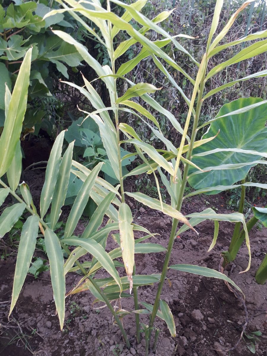 生姜は里芋との混植で良く育つか？ 花蕾の付いた株も葉の色が変わり始めました