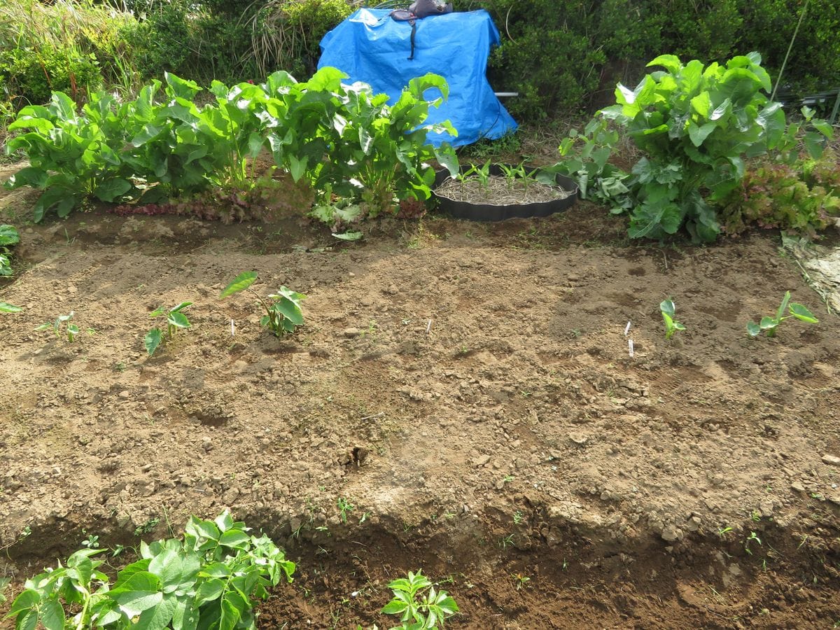 生姜は里芋との混植で良く育つか？ 最初に里芋の芽が出始めました。