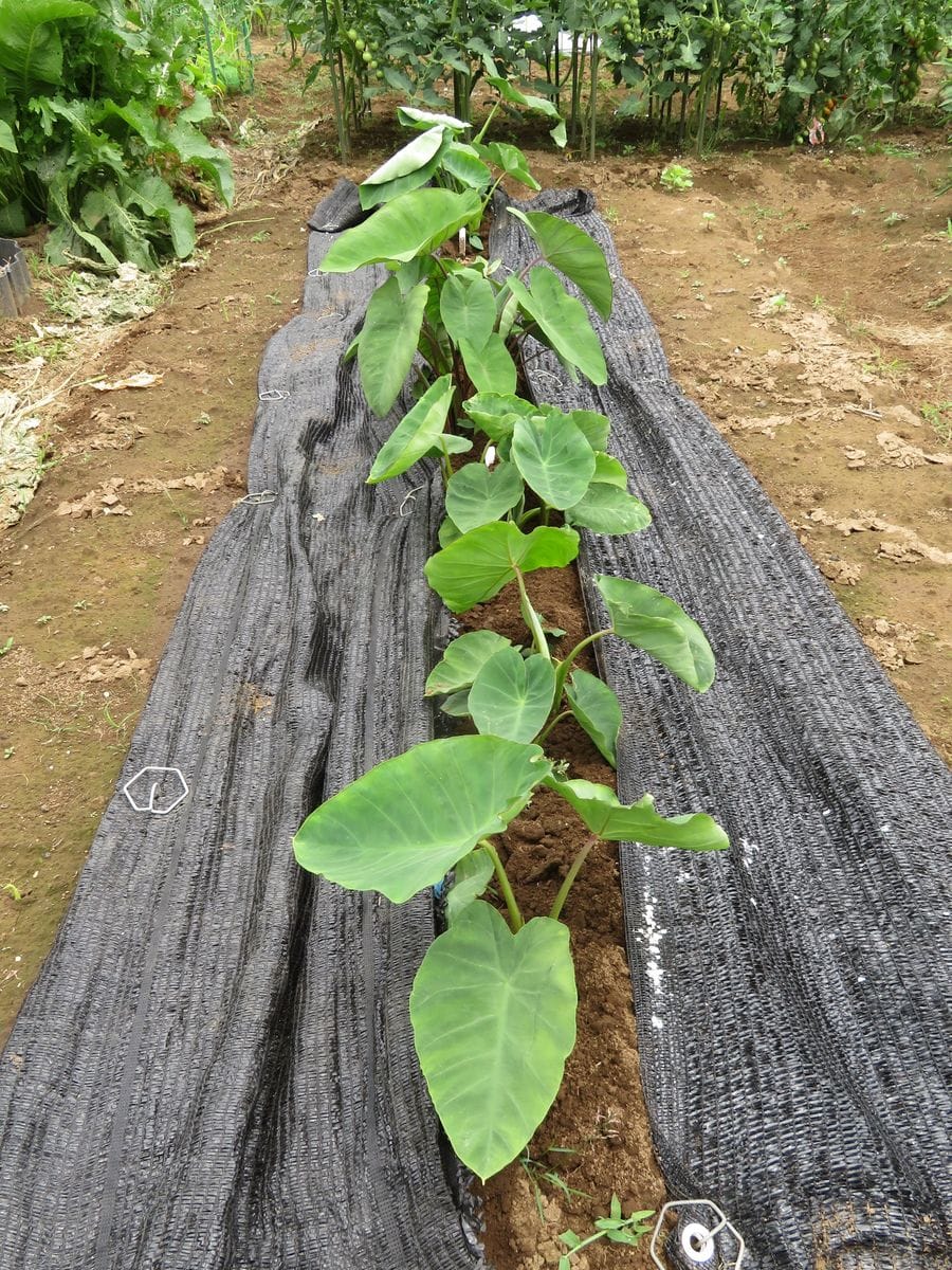 生姜は里芋との混植で良く育つか？ 里芋に施肥、土寄せしました。