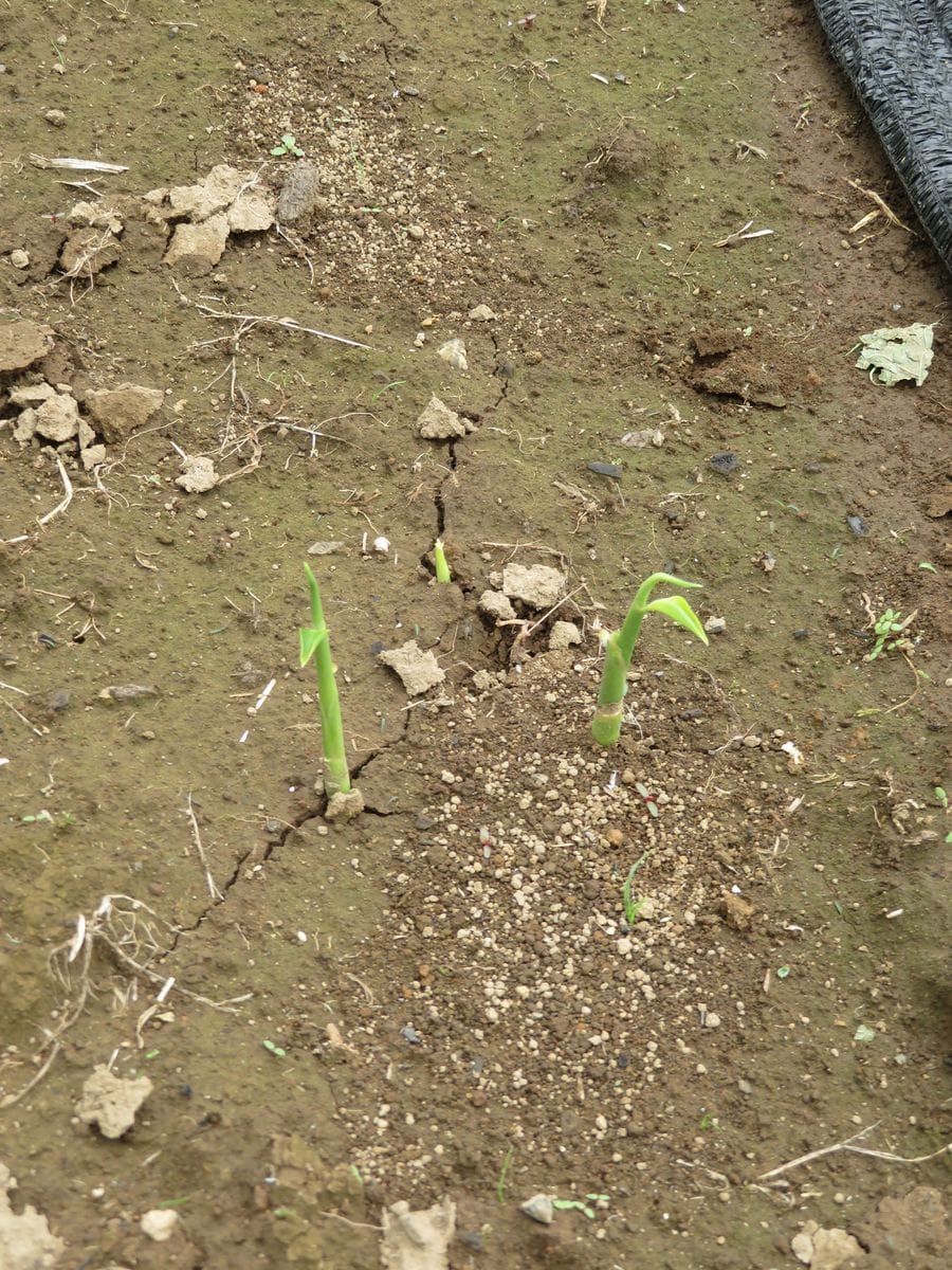 生姜は里芋との混植で良く育つか？ 生姜はやっと発芽したところです。