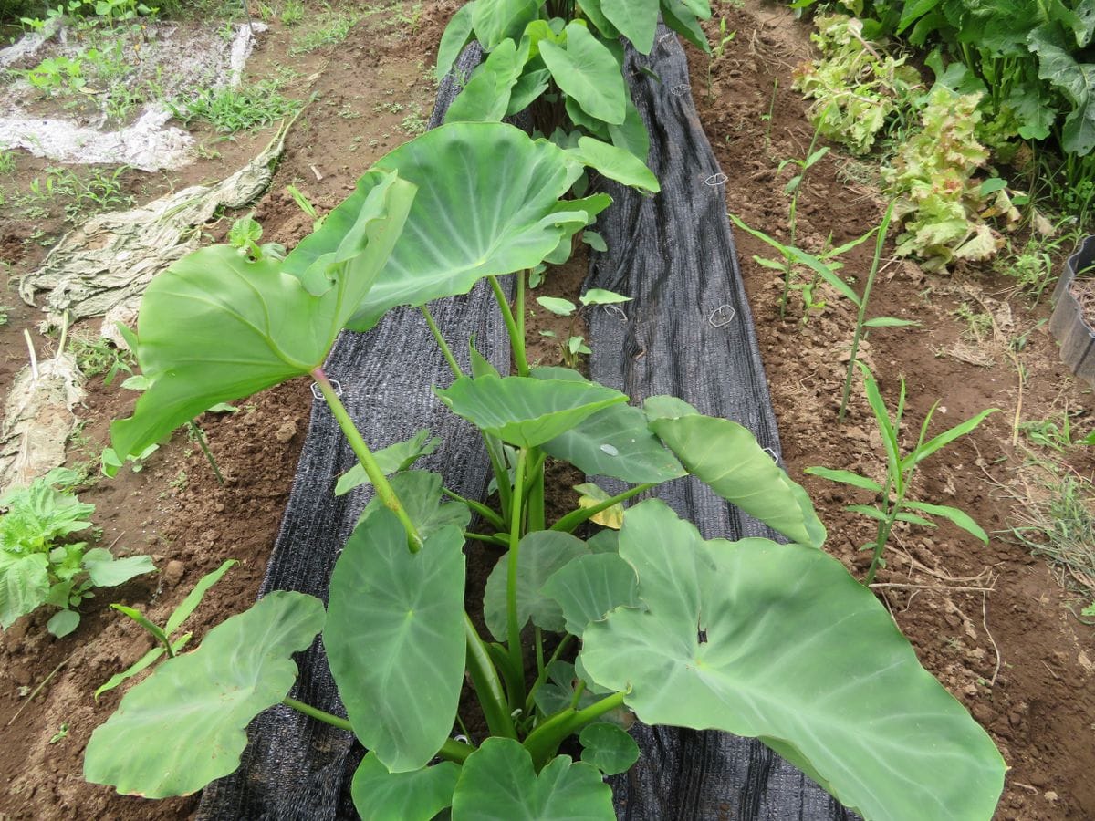 生姜は里芋との混植で良く育つか？ 生姜に施肥、土寄せしました。