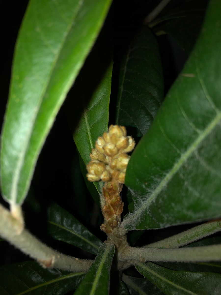 茂木を育てておいしいビワを食べる！ 花芽が出てきた