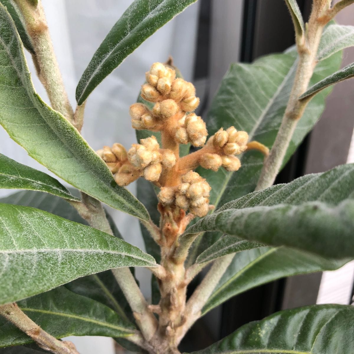 茂木を育てておいしいビワを食べる！ 花芽が成長