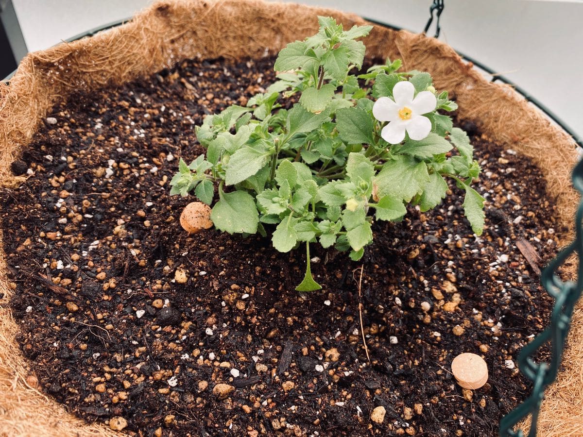 初めてのバコパ 1つ目の花が開花