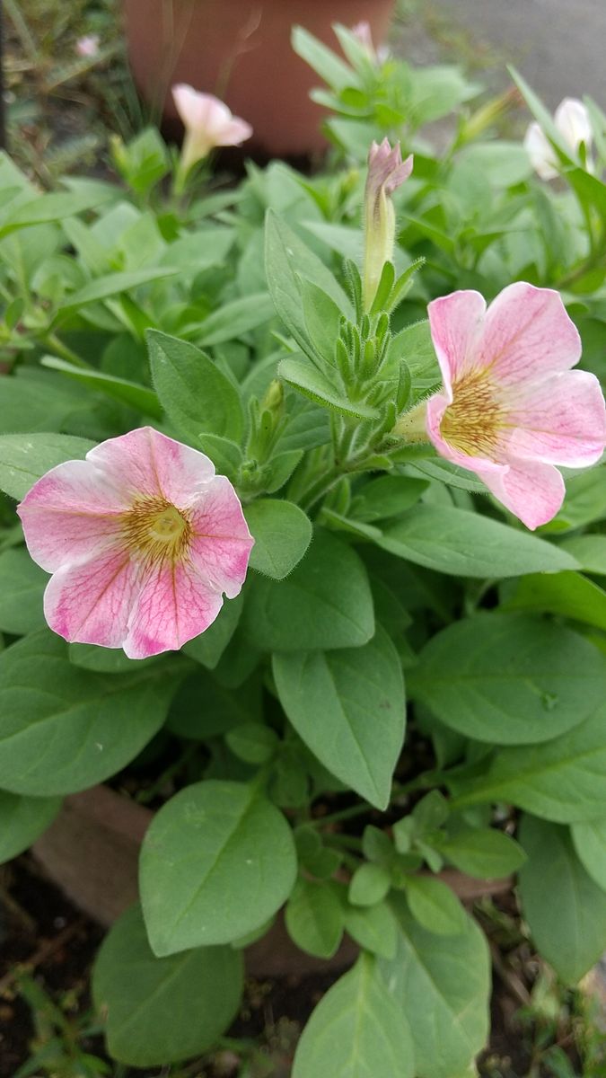 2020-2021 今年こそは梅雨を越したい 9/12 花色が回復してきました。