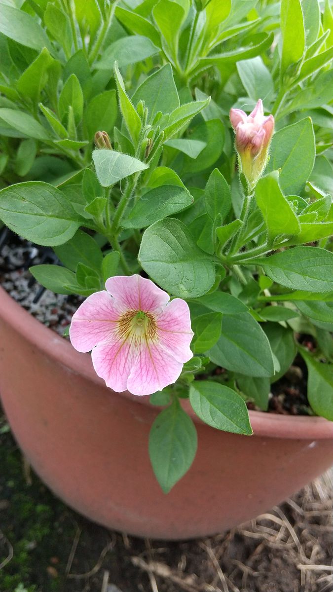 2020-2021 今年こそは梅雨を越したい 6/22 花色が薄めです。